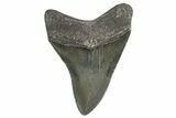 Serrated, Colorful, Fossil Megalodon Tooth - Georgia #338750-1